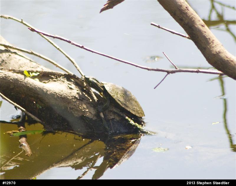 Northern Map Turtle