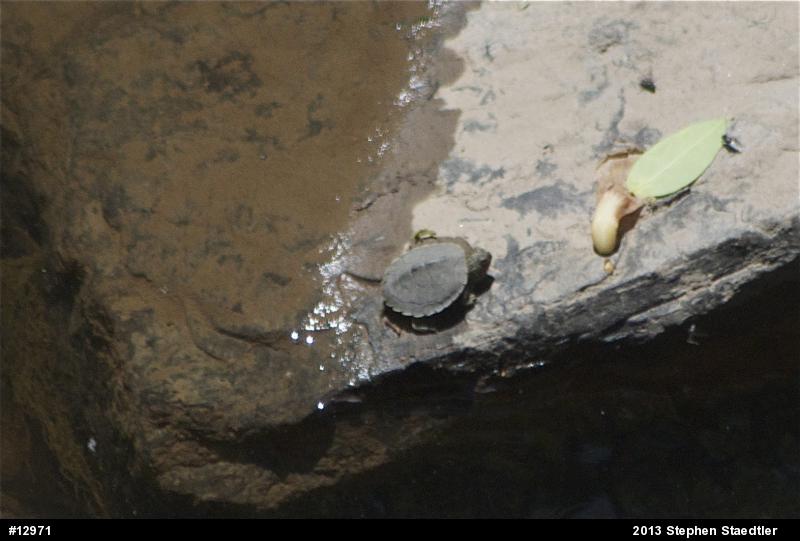 Northern Map Turtle