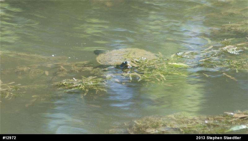 Northern Map Turtle