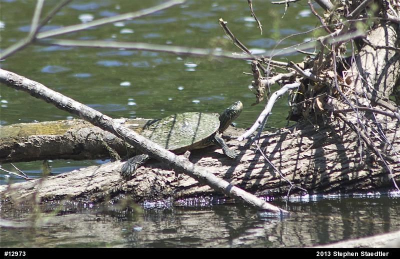 Northern Map Turtle