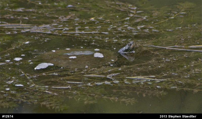 Northern Map Turtle