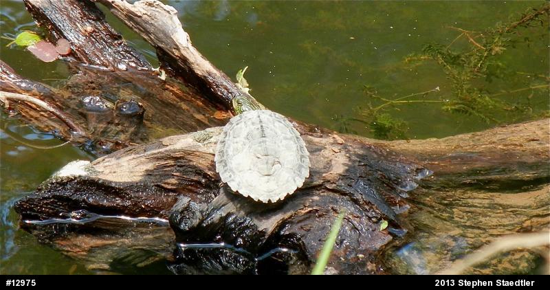 Northern Map Turtle