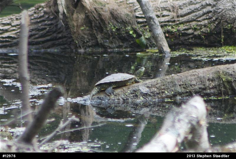 Northern Map Turtle