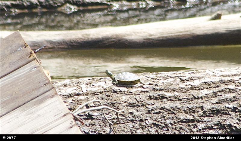 Northern Map Turtle