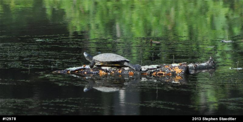 Northern Map Turtle