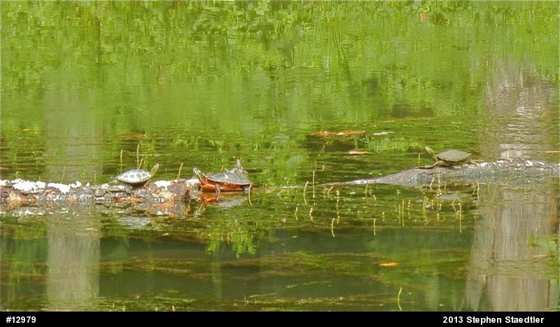 Northern Map Turtle