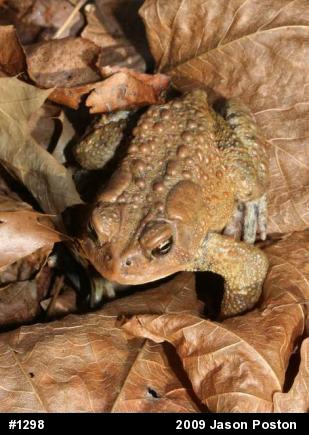 Eastern American Toad