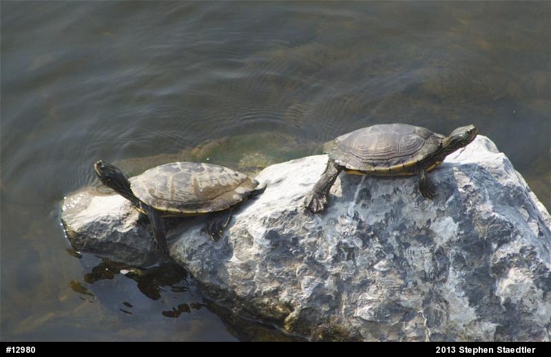 Northern Map Turtle