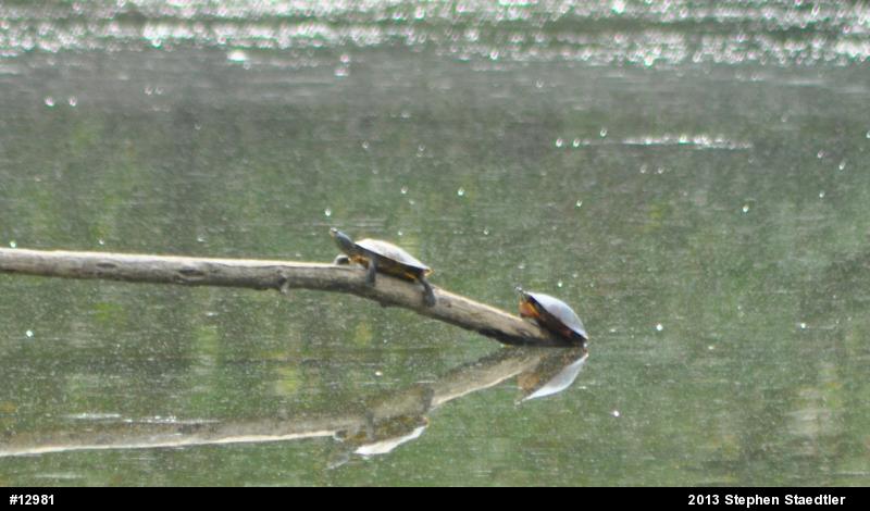 Northern Map Turtle