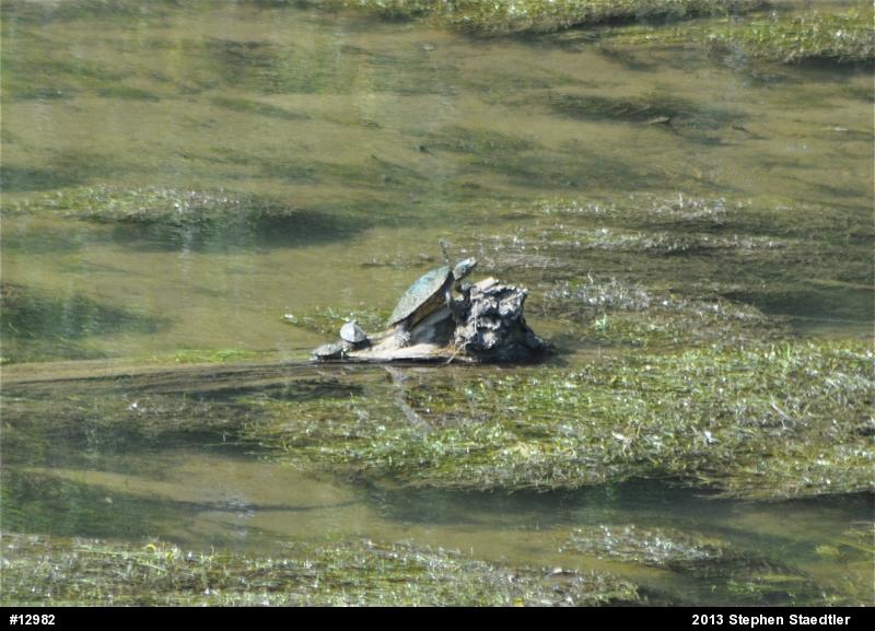 Northern Map Turtle