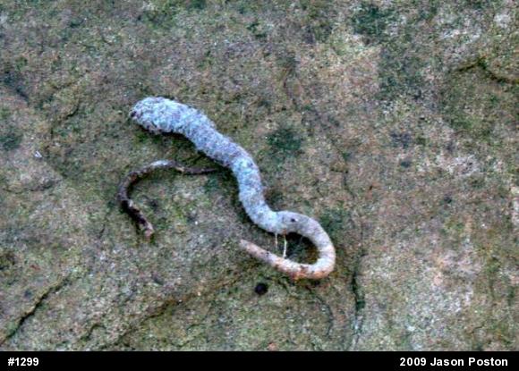 Northern Ravine Salamander