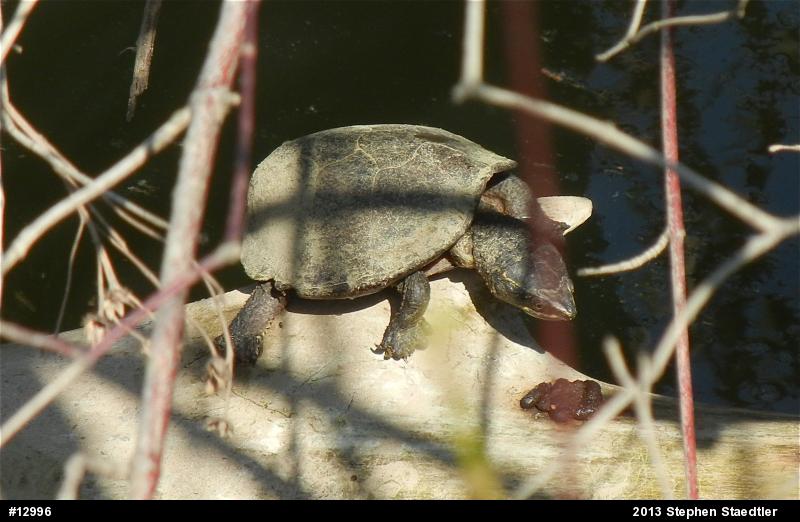 Eastern Musk Turtle