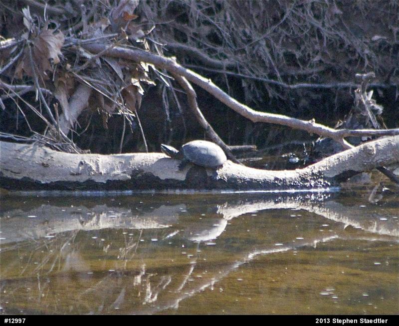 Eastern Musk Turtle