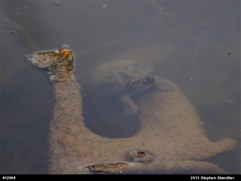 Eastern Musk Turtle