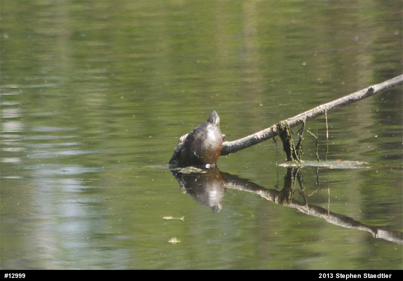 Eastern Musk Turtle