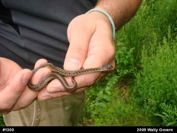 Eastern Gartersnake