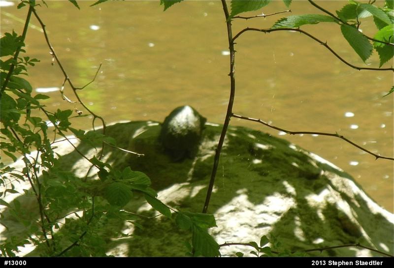 Eastern Musk Turtle