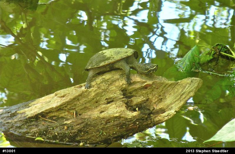Eastern Musk Turtle