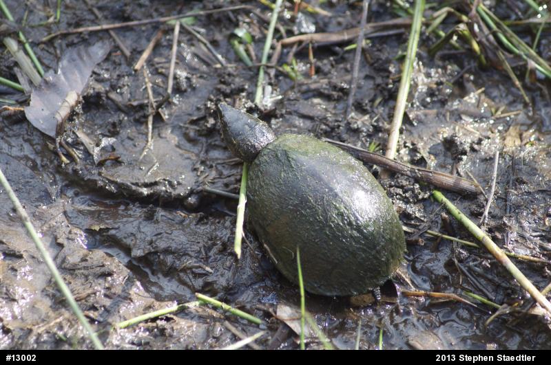 Eastern Musk Turtle
