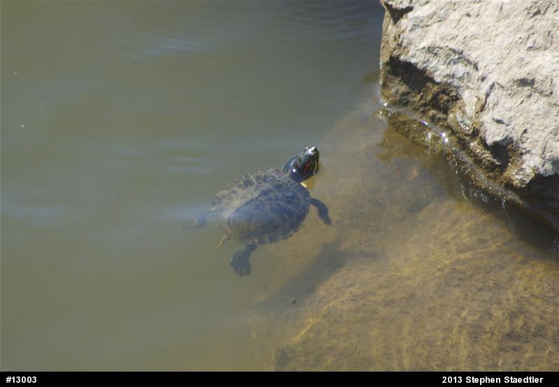 Red-eared Slider