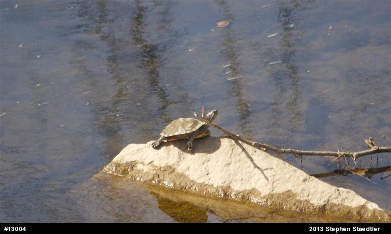 Red-eared Slider