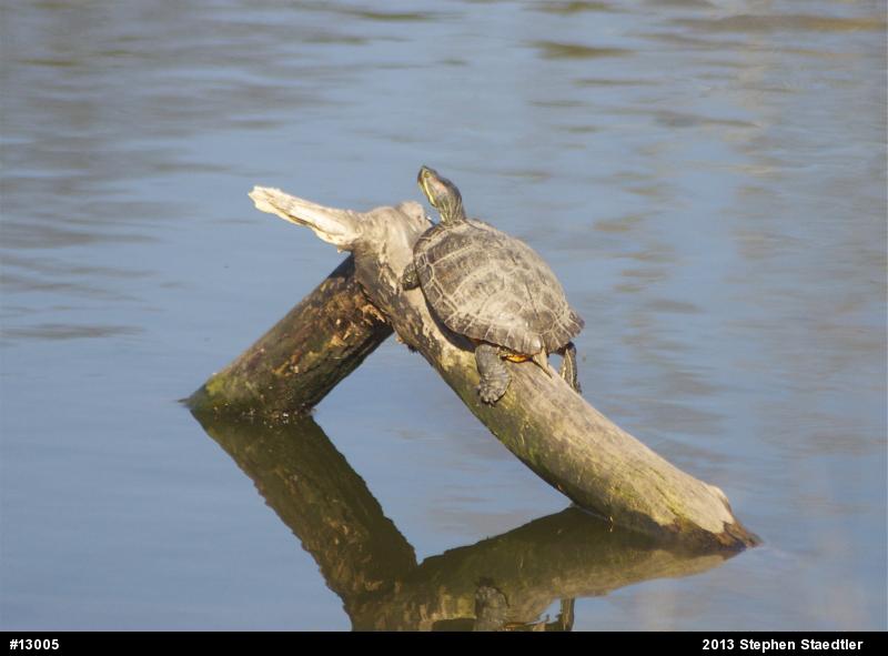 Red-eared Slider