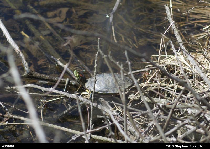 Red-eared Slider