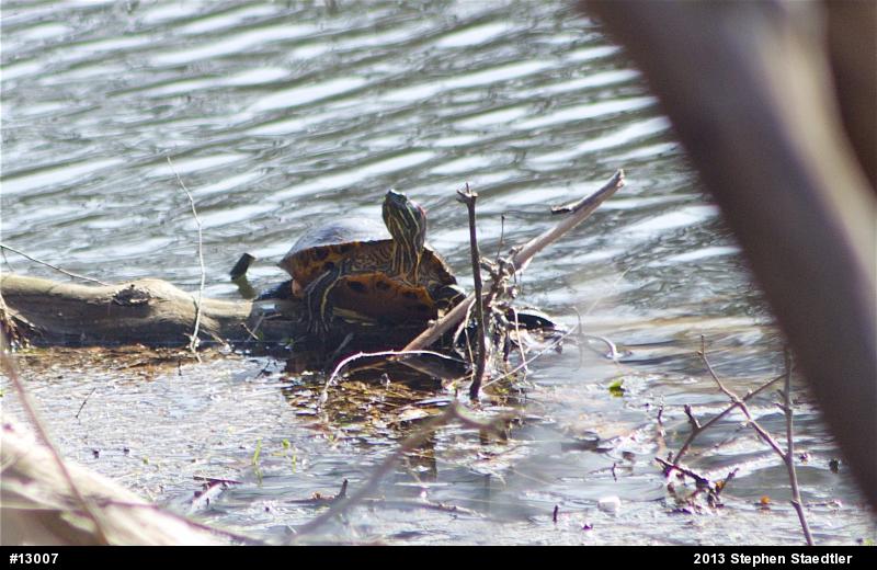 Red-eared Slider
