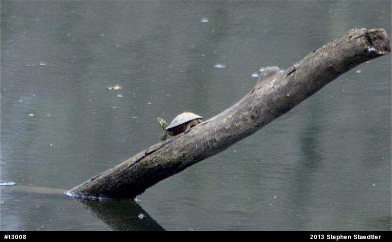 Red-eared Slider