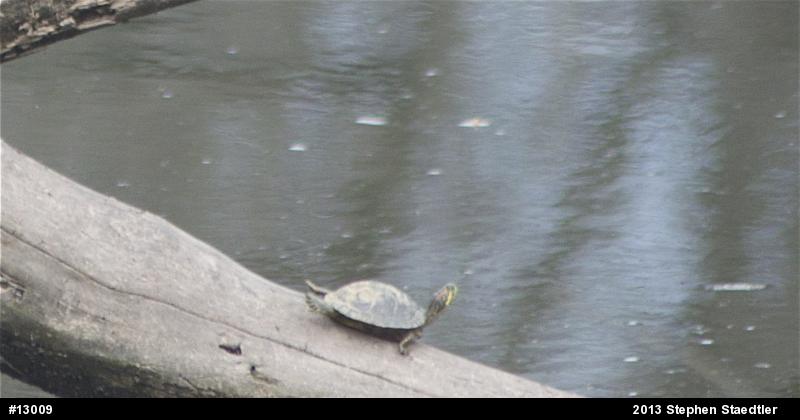 Red-eared Slider