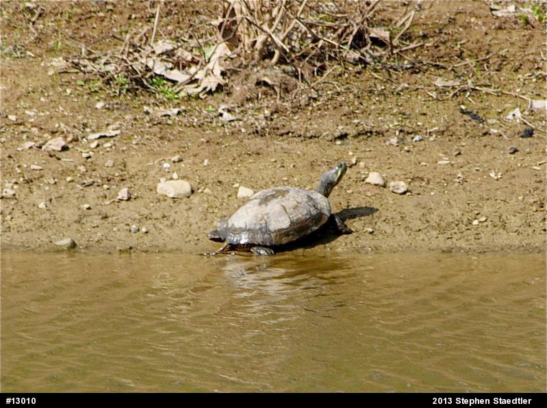 Red-eared Slider