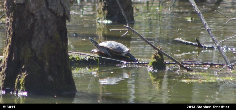 Red-eared Slider