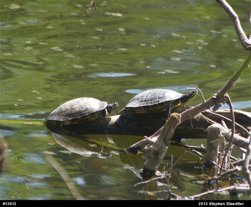 Red-eared Slider