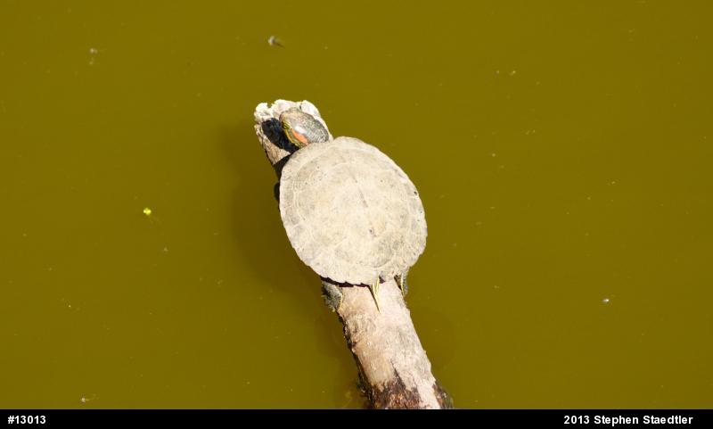 Red-eared Slider