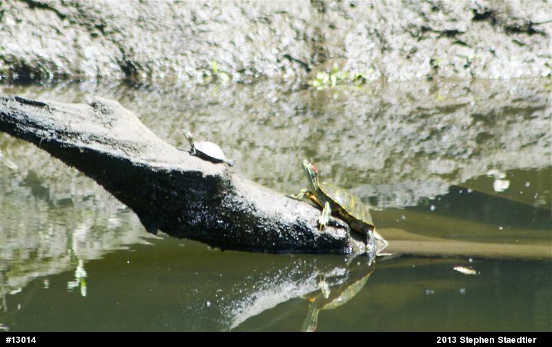 Red-eared Slider