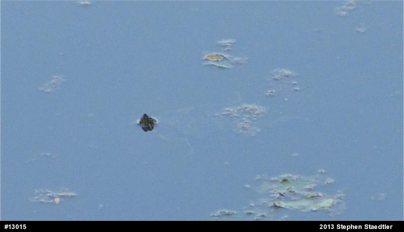Red-eared Slider