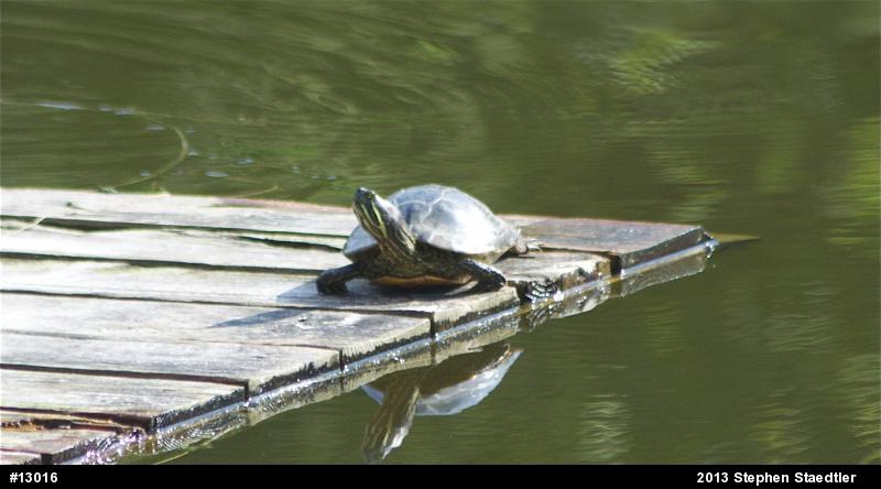 Red-eared Slider