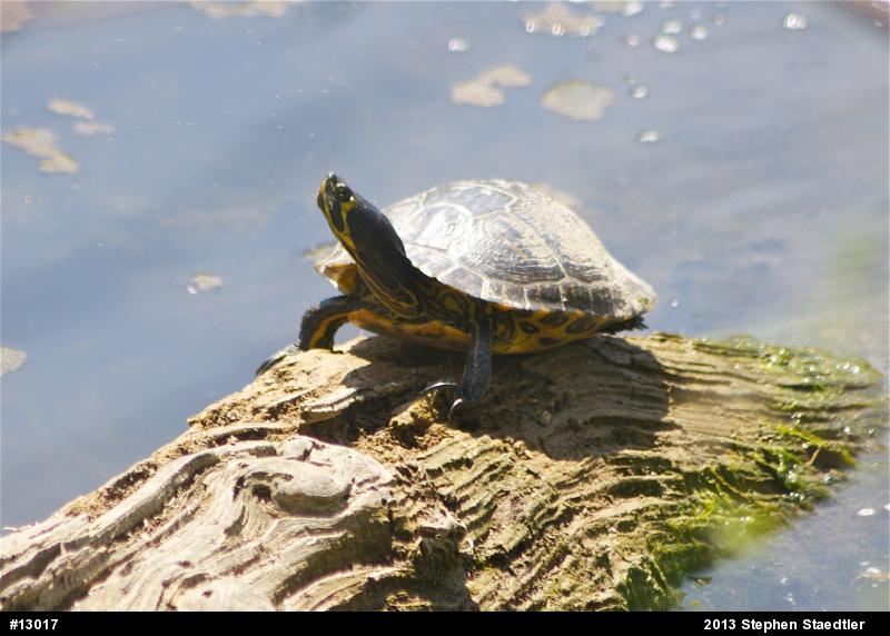 Yellow-bellied Slider