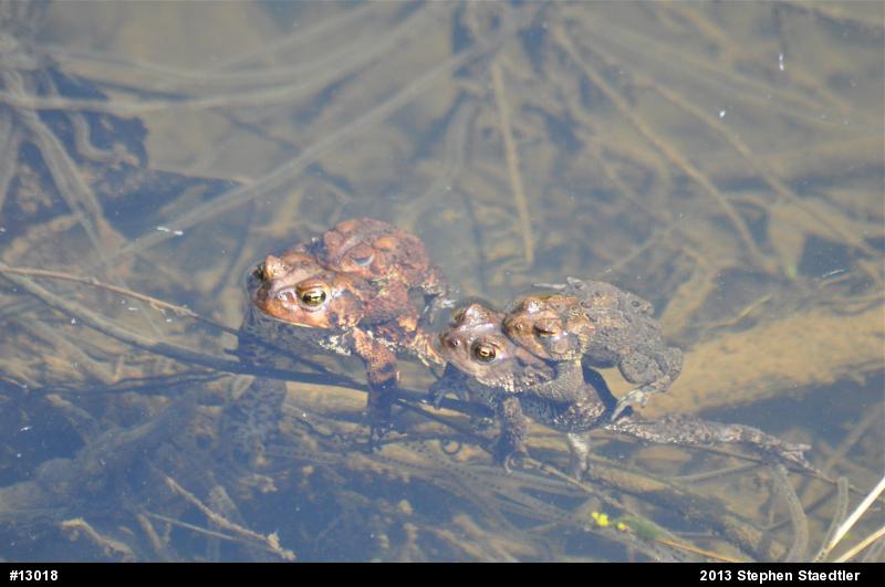Eastern American Toad
