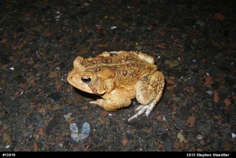Eastern American Toad