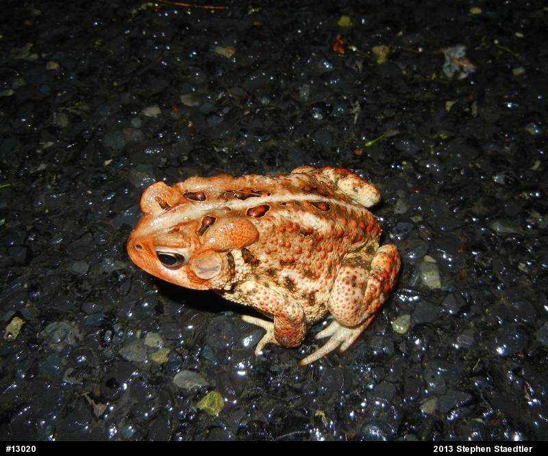 Eastern American Toad