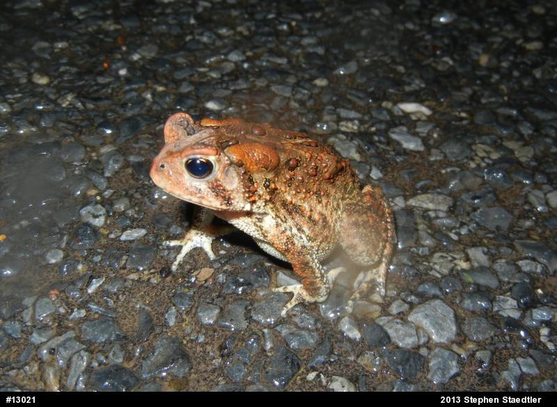 Eastern American Toad