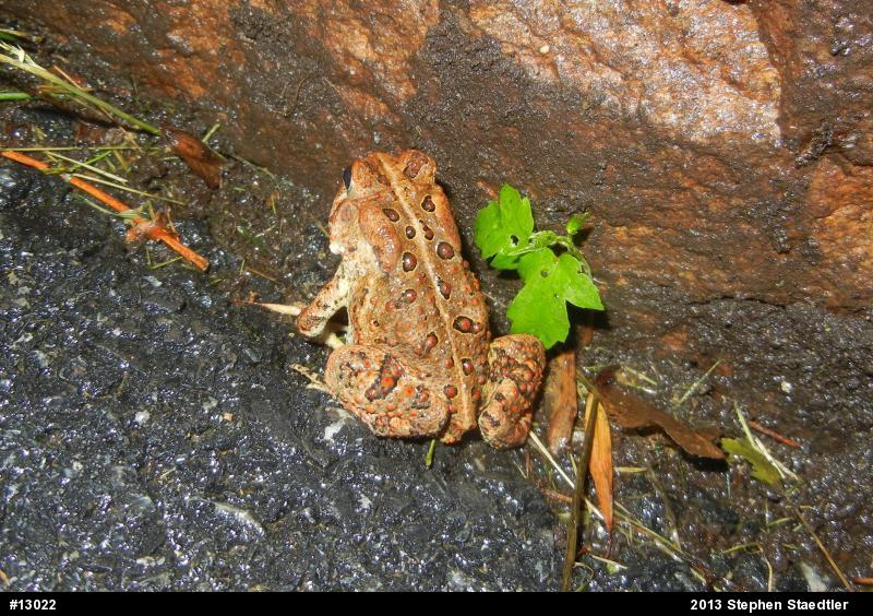 Eastern American Toad