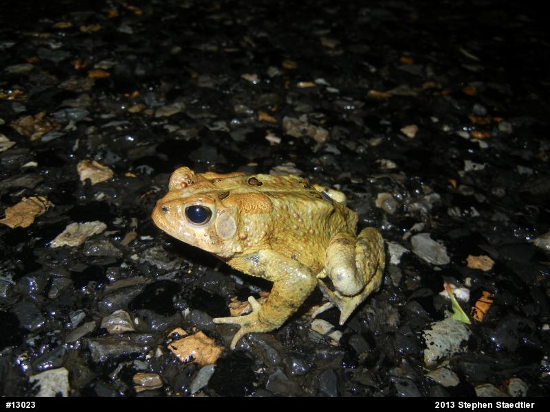 Eastern American Toad