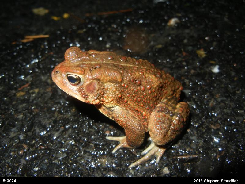 Eastern American Toad