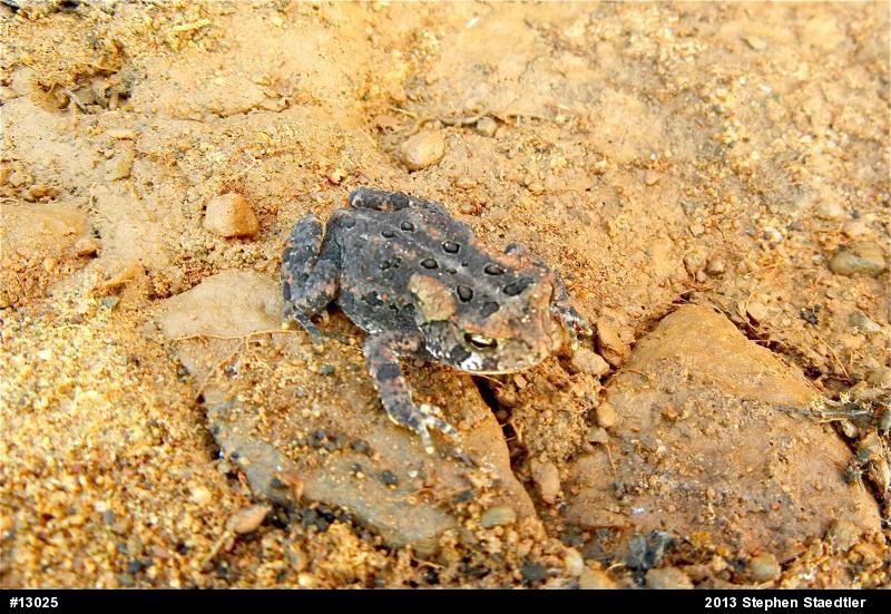 Eastern American Toad