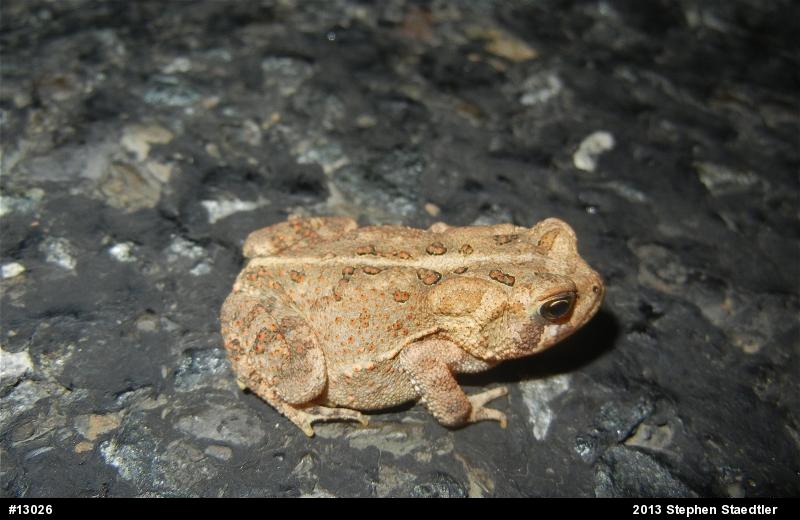 Fowler's Toad
