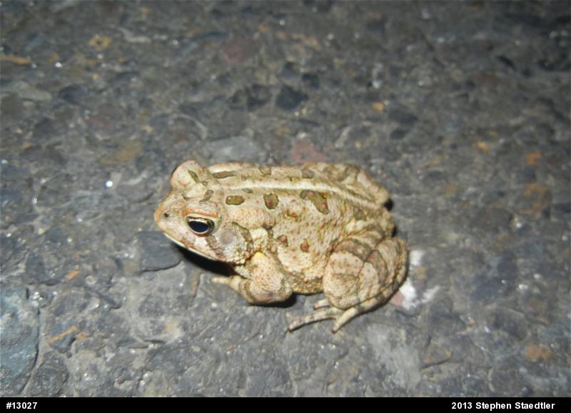 Fowler's Toad