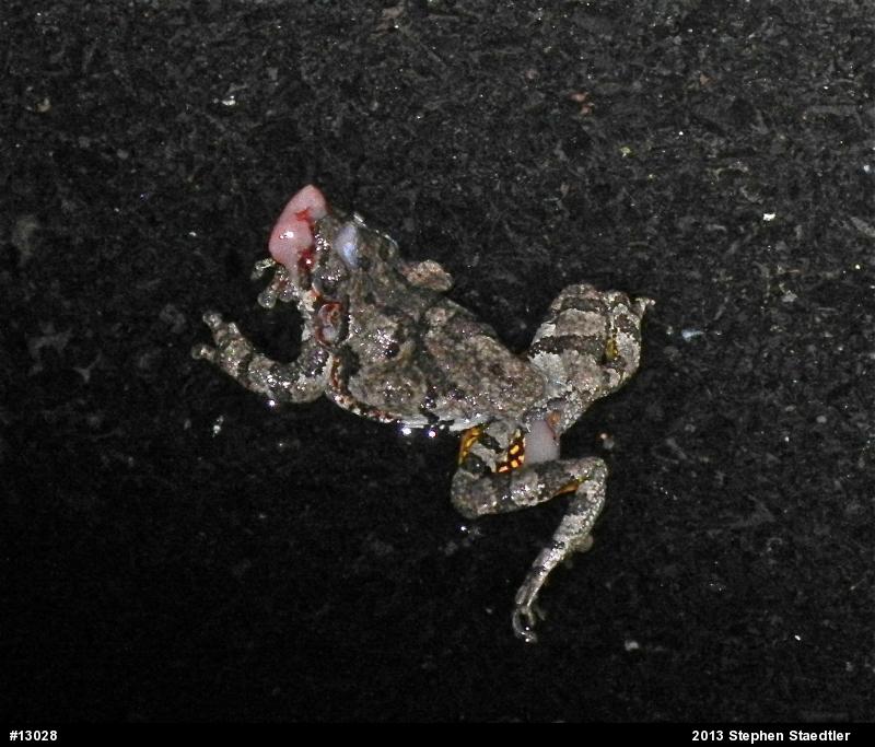 Gray Treefrog