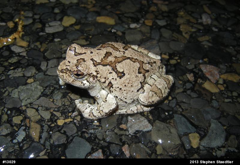 Gray Treefrog